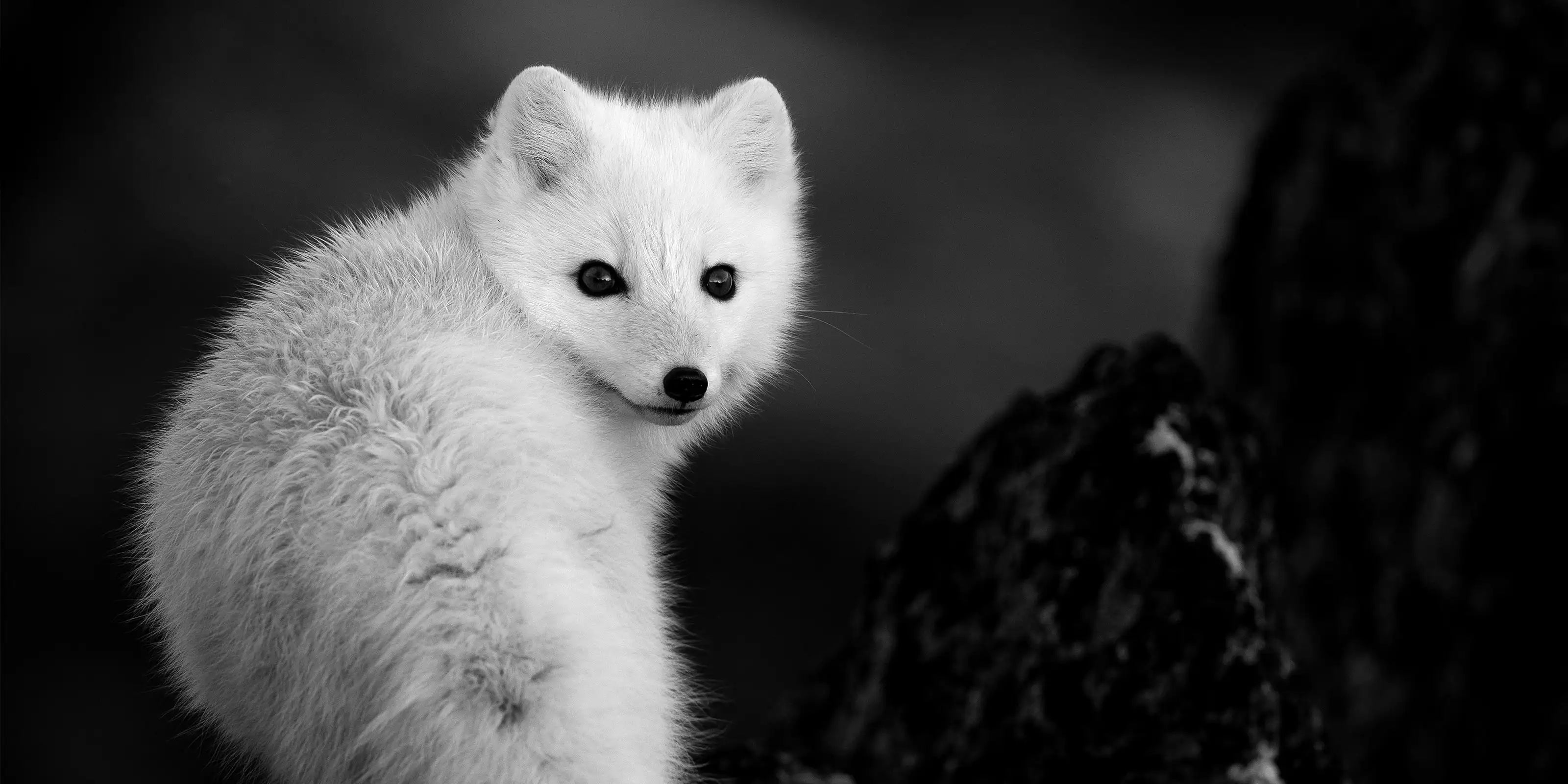 photographies-animaux-noir-et-blanc-photographe-dart-olivier-larrey