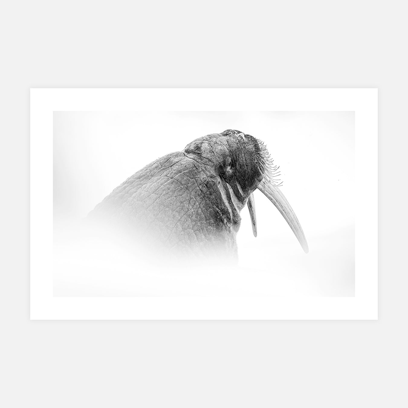 photographies-animaux-en-noir-et-blanc