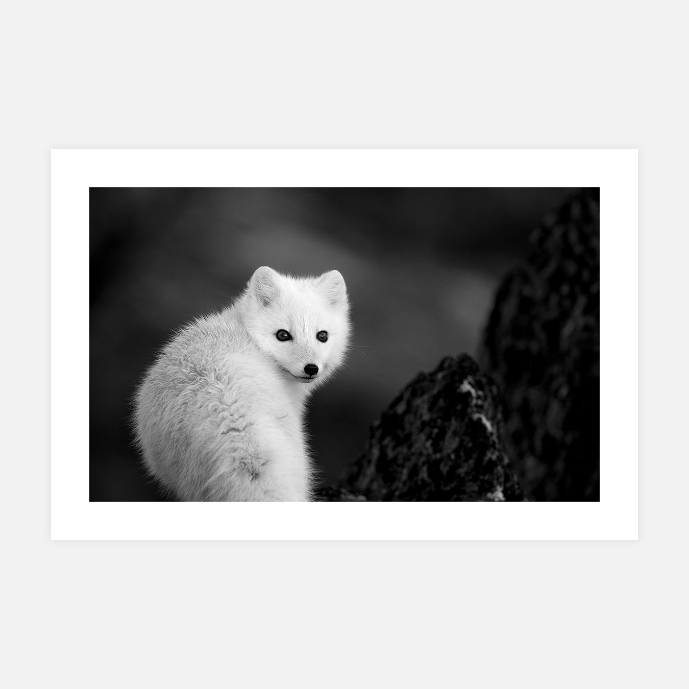 decoration-murale-pour-cuisine-photo-animaux-sauvages-noir-et-blanc