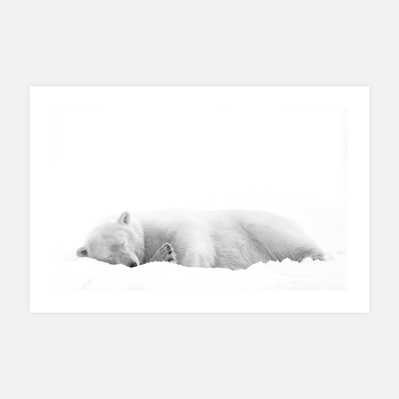 photo-noir-et-blanc-ours-polaire-norvege