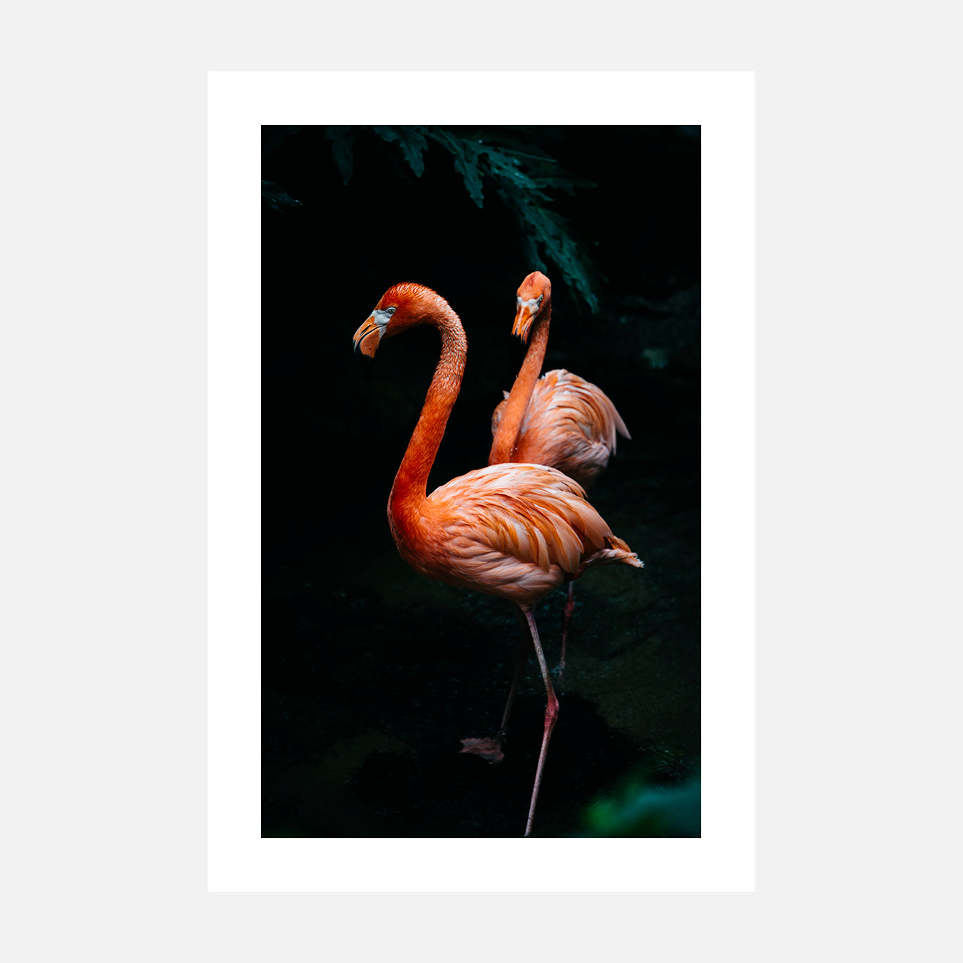 Flamingos