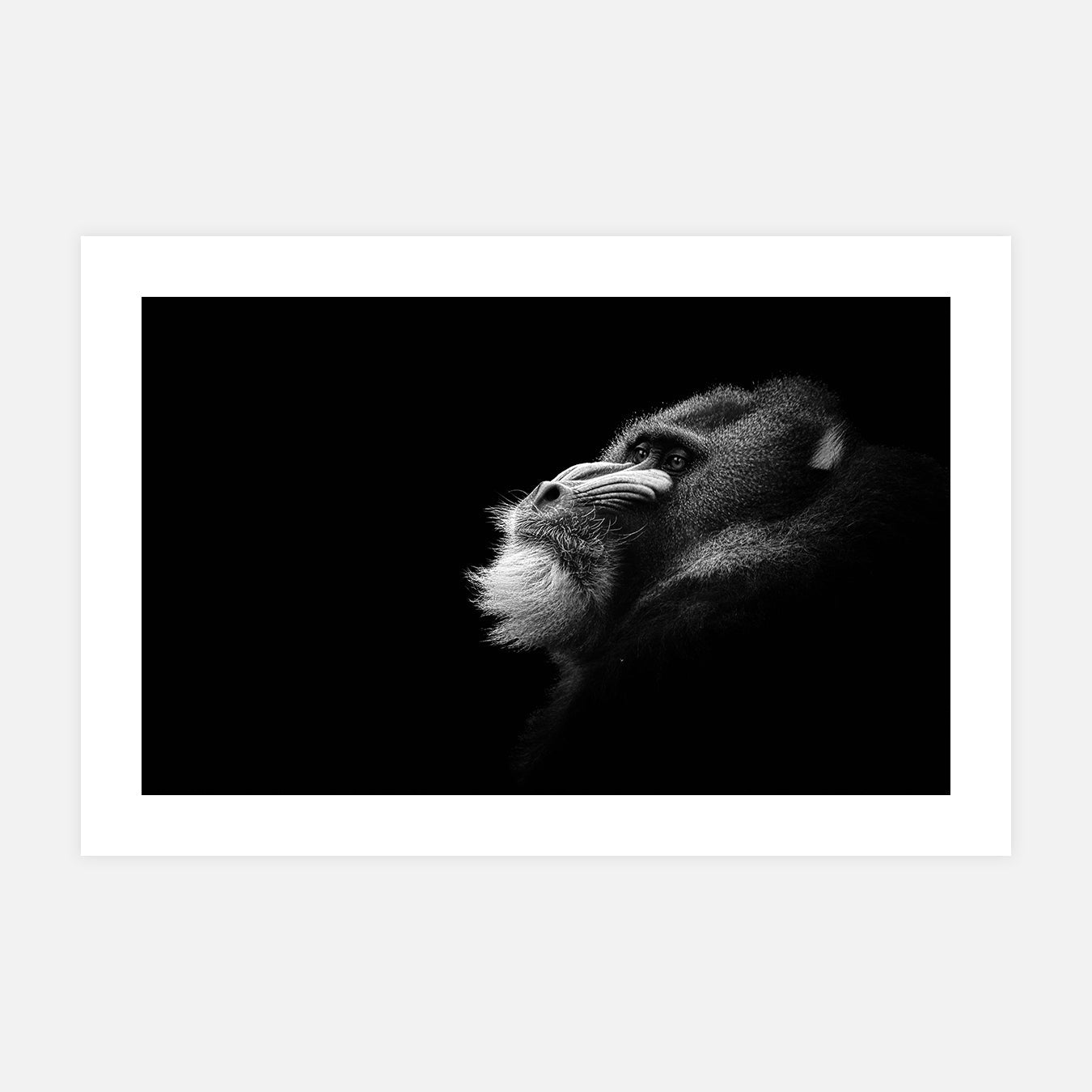 tirage-photos-grands-formats-affiche-deco-art-animaux-noir-et-blanc