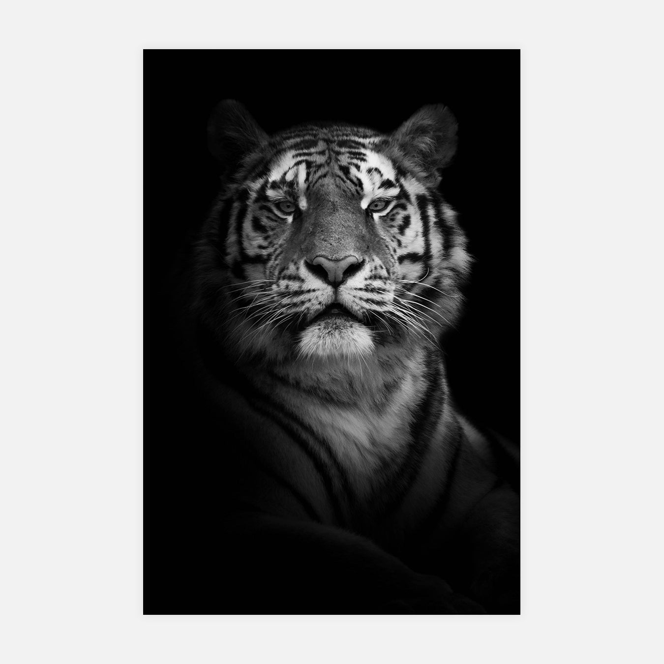 Pose portrait du tigre