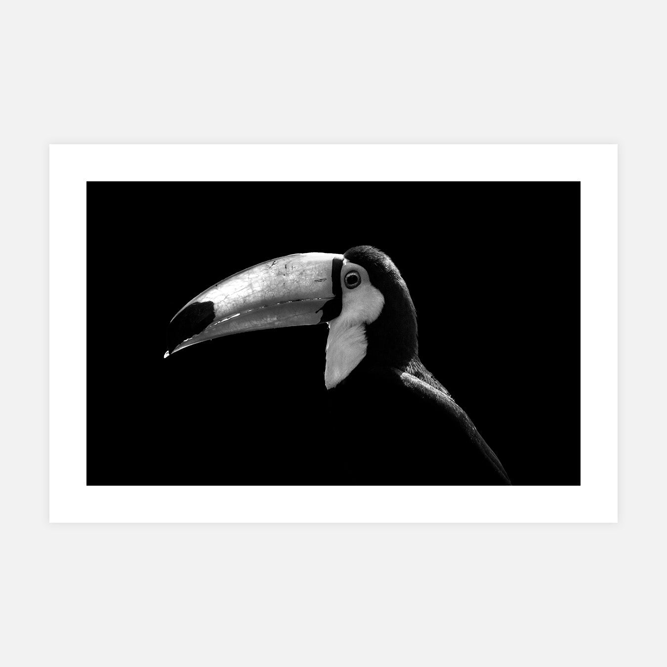 photo-animal-sauvage-toucan-affiche-deco