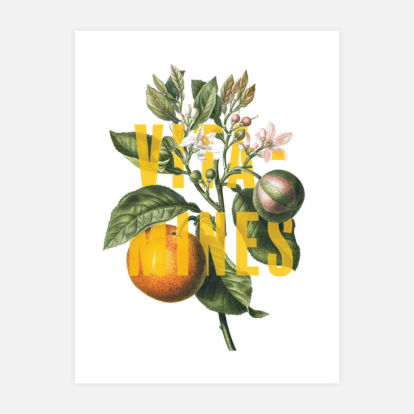 affiche-deco-fruit-vintage-botanique-illustration-decoration-murale-pour-chambre-salon