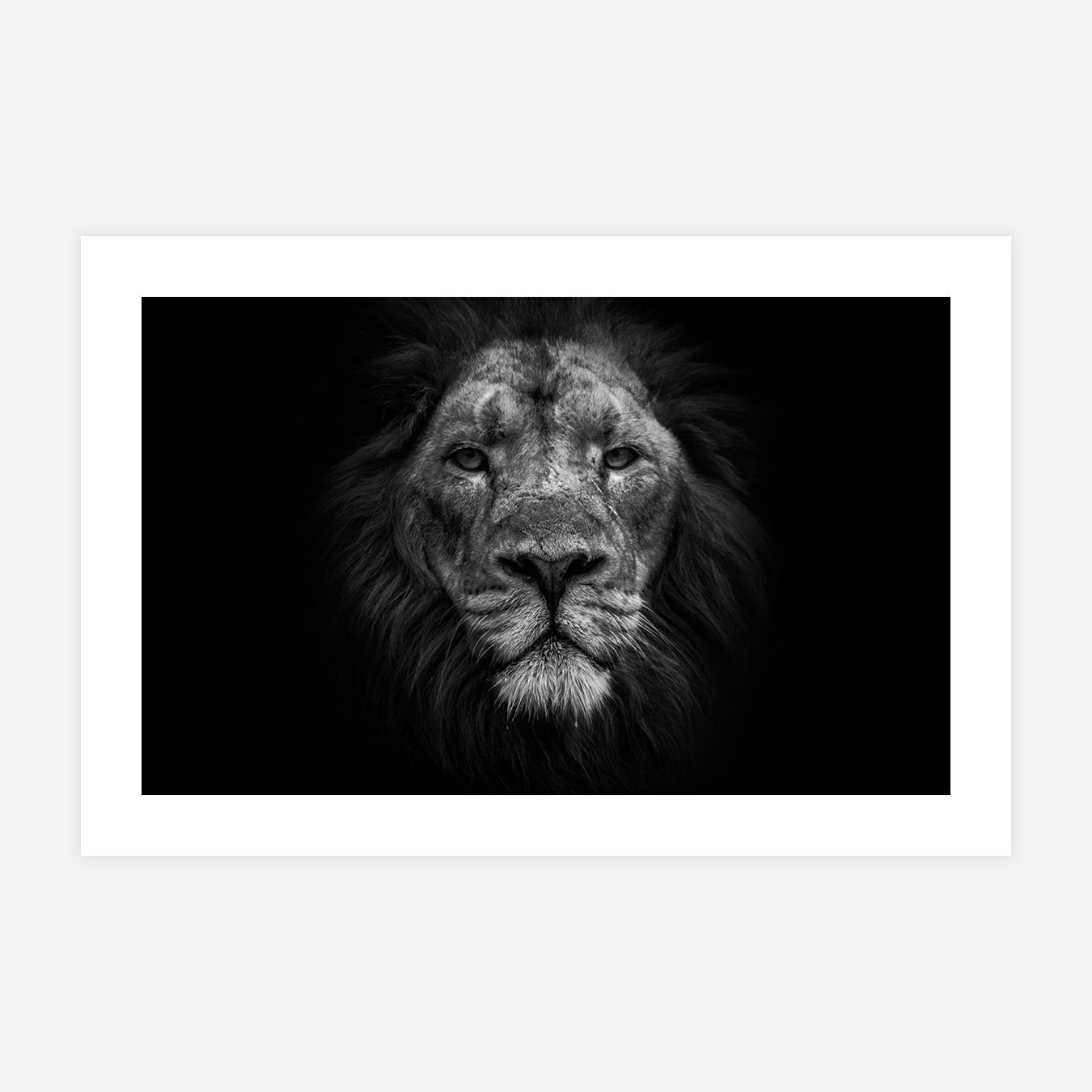 tirage-photo-grand-format-photographie-animaux-noir-et-blanc