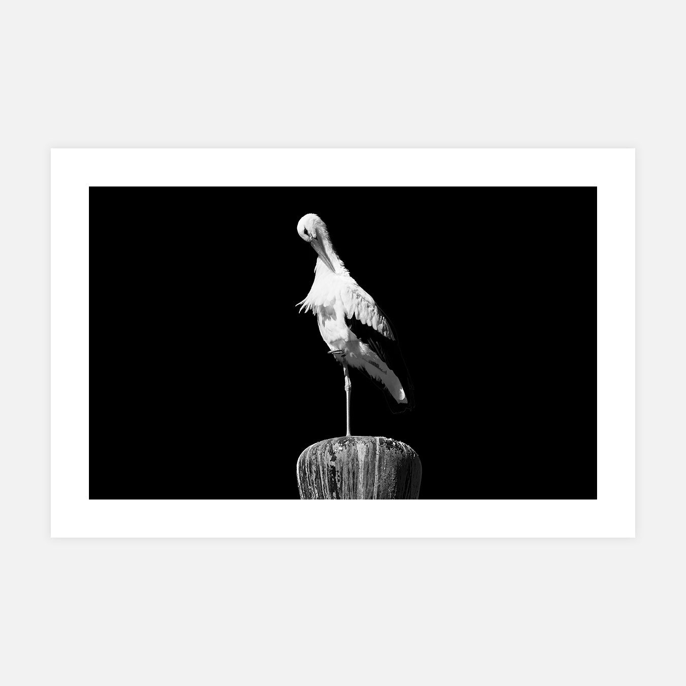 affiche-deco-photos-noires-et-blanc-animaux-cigogne