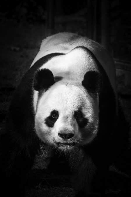 photo panda dominant guillaume mordacq
